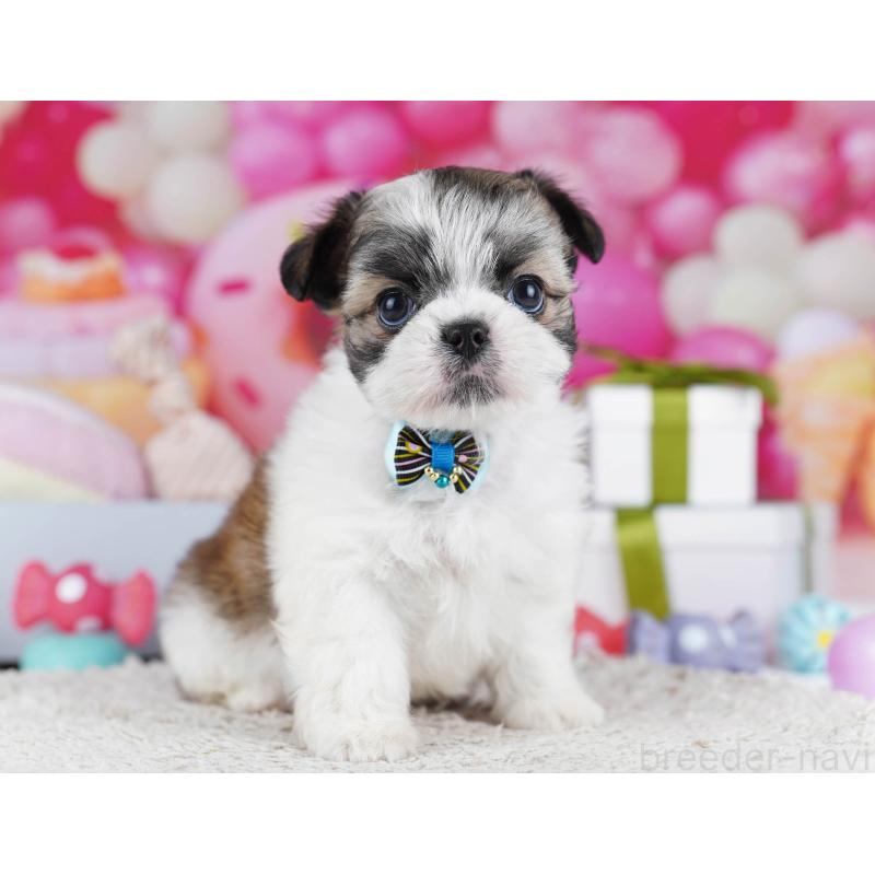 販売中の千葉県のチワズー:チワワ×シーズー-436184の10枚目