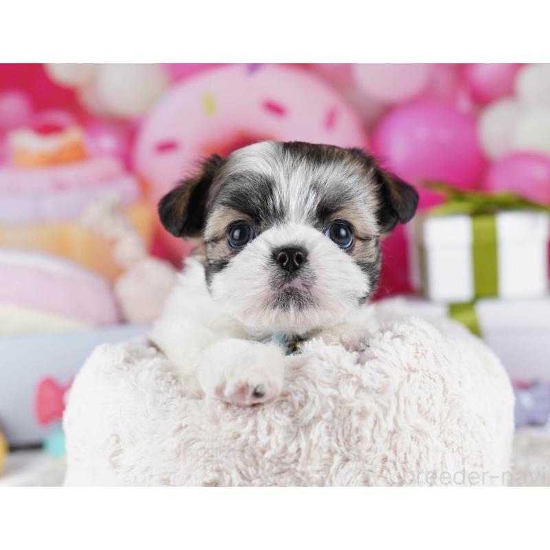 販売中の千葉県のチワズー:チワワ×シーズー-436184の8枚目