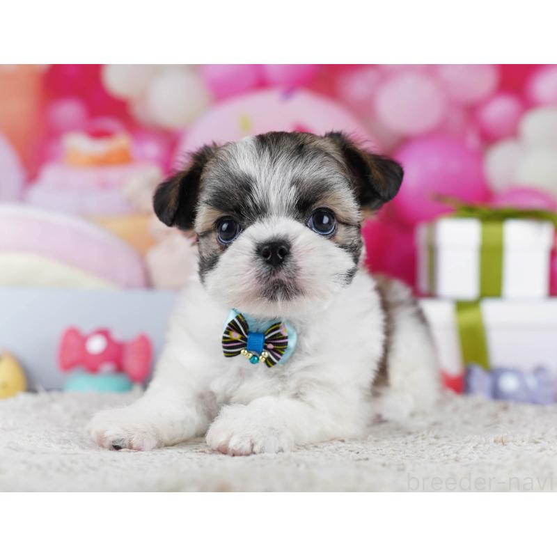 販売中の千葉県のチワズー:チワワ×シーズー-436184の7枚目