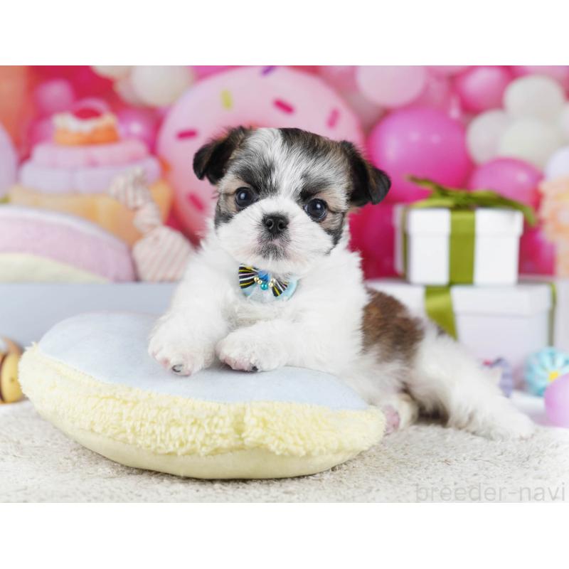 販売中の千葉県のチワズー:チワワ×シーズー-436184の5枚目