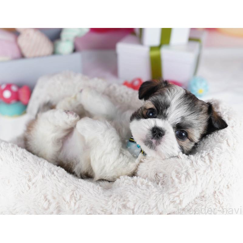 販売中の千葉県のチワズー:チワワ×シーズー-436184の4枚目