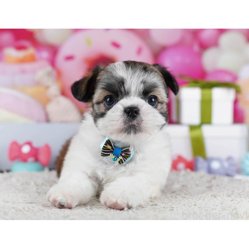 販売中の千葉県のチワズー:チワワ×シーズー-436184の3枚目