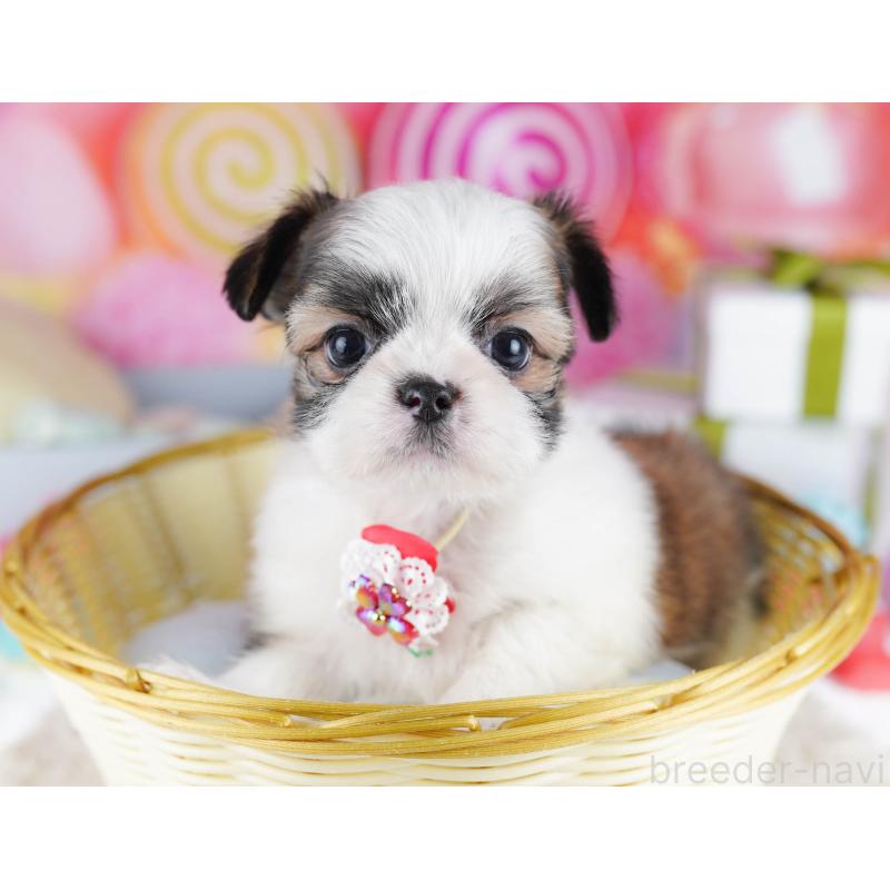 販売中ののチワズー:チワワ×シーズー-436180