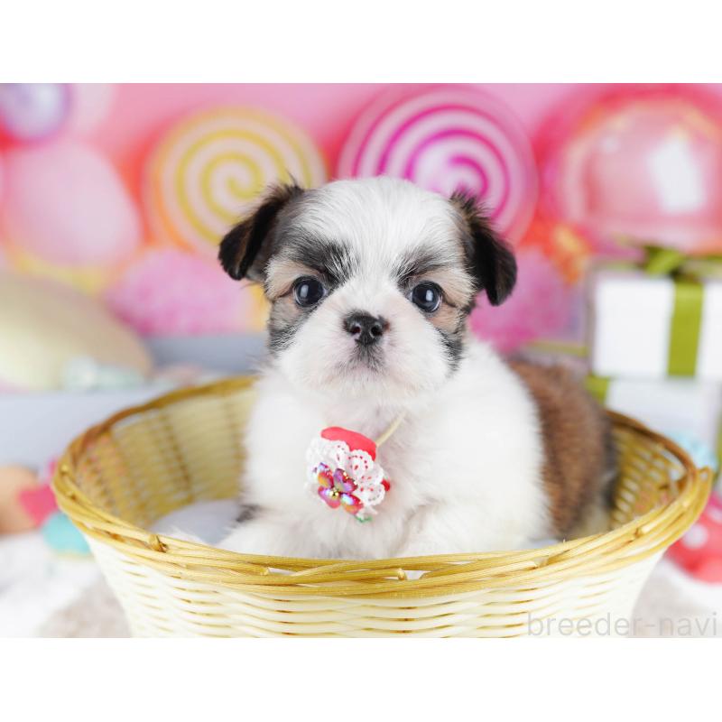 販売中の千葉県のチワズー:チワワ×シーズー-436180の11枚目