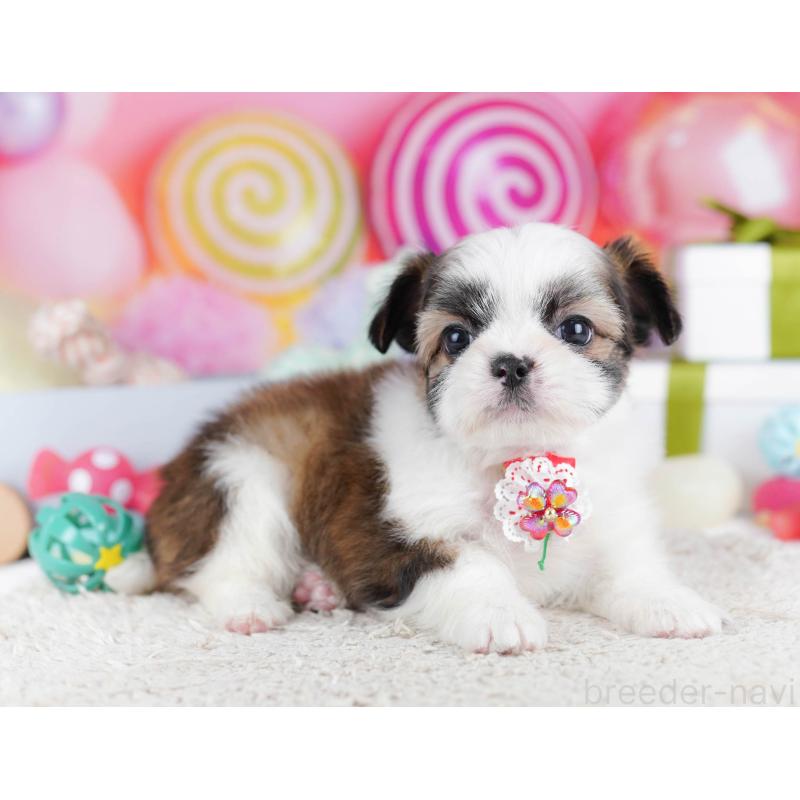 販売中の千葉県のチワズー:チワワ×シーズー-436180の10枚目