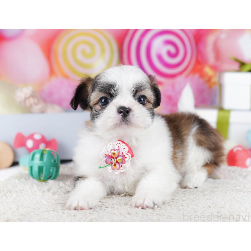 販売中の千葉県のチワズー:チワワ×シーズー-436180の9枚目