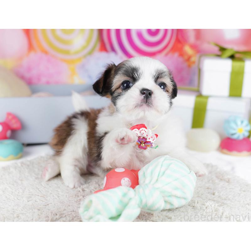 販売中の千葉県のチワズー:チワワ×シーズー-436180の7枚目