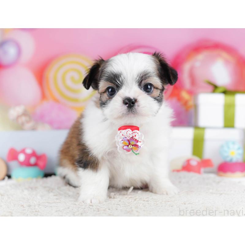 販売中の千葉県のチワズー:チワワ×シーズー-436180の5枚目