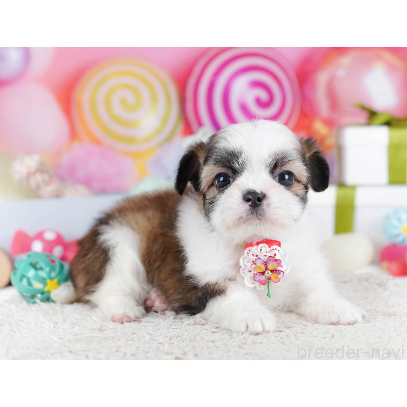 販売中の千葉県のチワズー:チワワ×シーズー-436180の3枚目