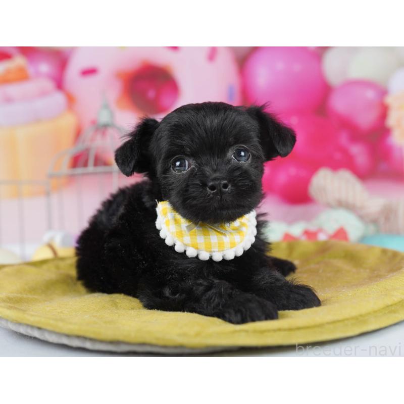 販売中の千葉県のチワプー:チワワ×トイプードル-436177の11枚目