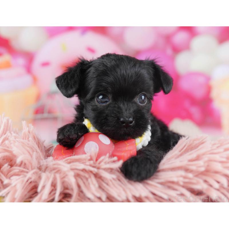 販売中の千葉県のチワプー:チワワ×トイプードル-436177の9枚目