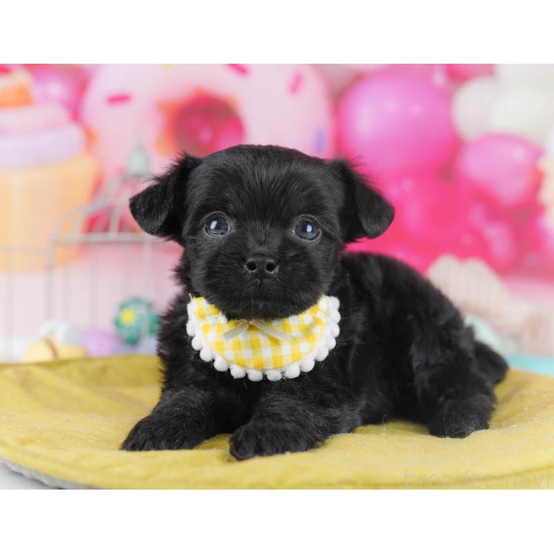 販売中の千葉県のチワプー:チワワ×トイプードル-436177の8枚目