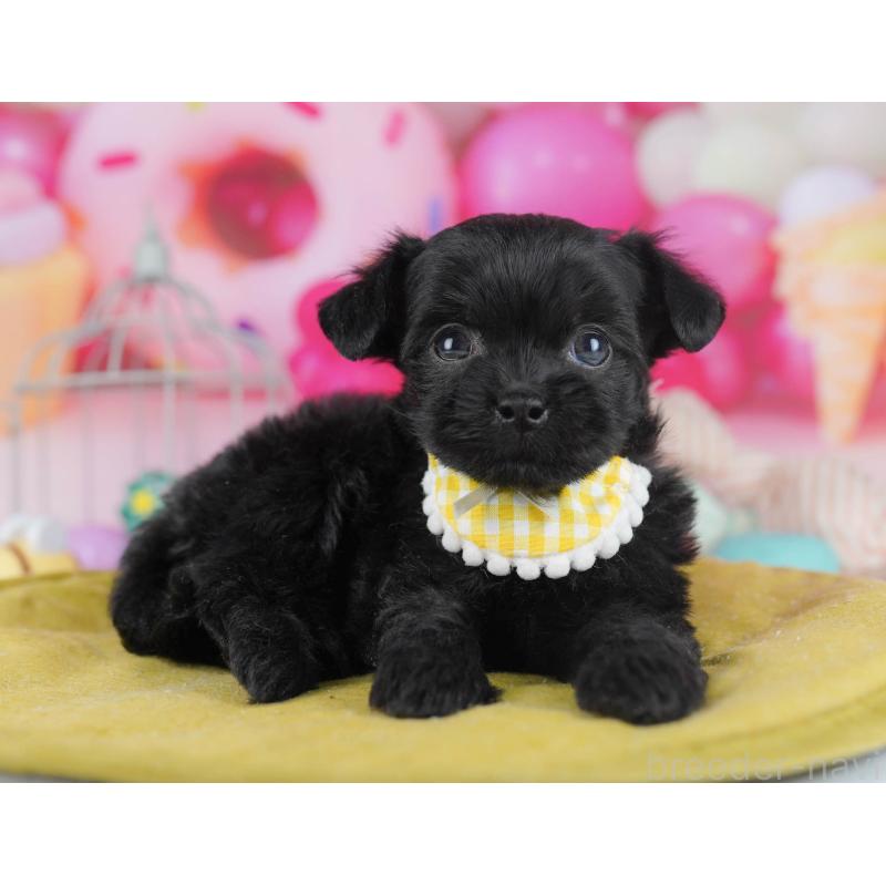 販売中の千葉県のチワプー:チワワ×トイプードル-436177の6枚目