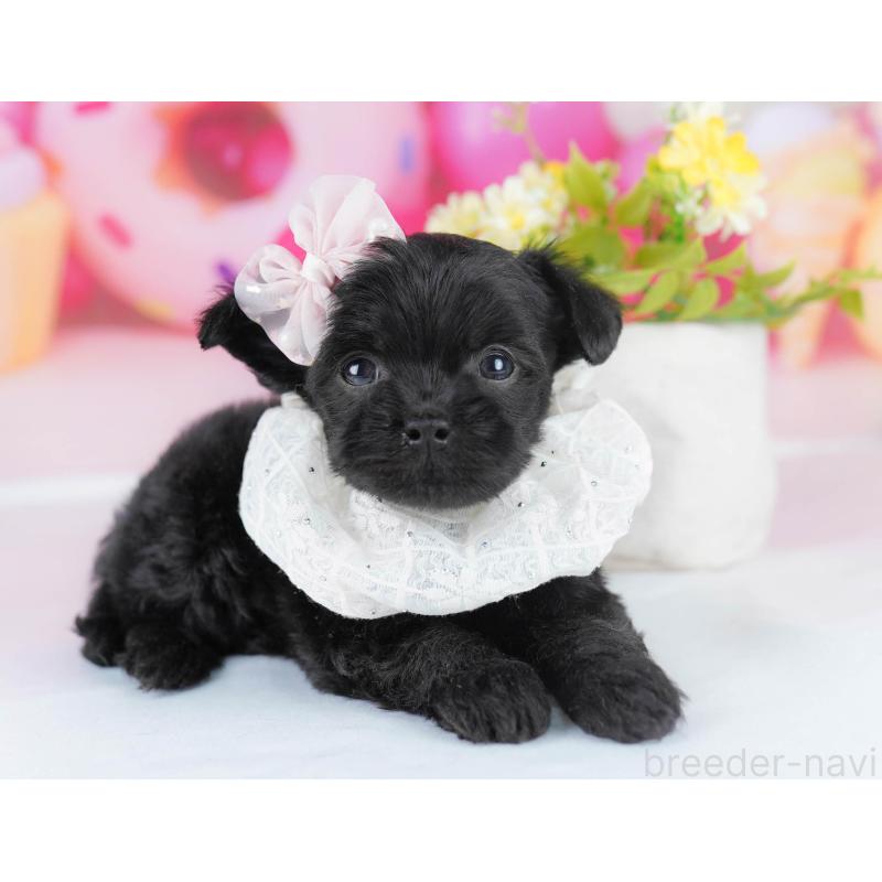 販売中の千葉県のチワプー:チワワ×トイプードル-436177の5枚目