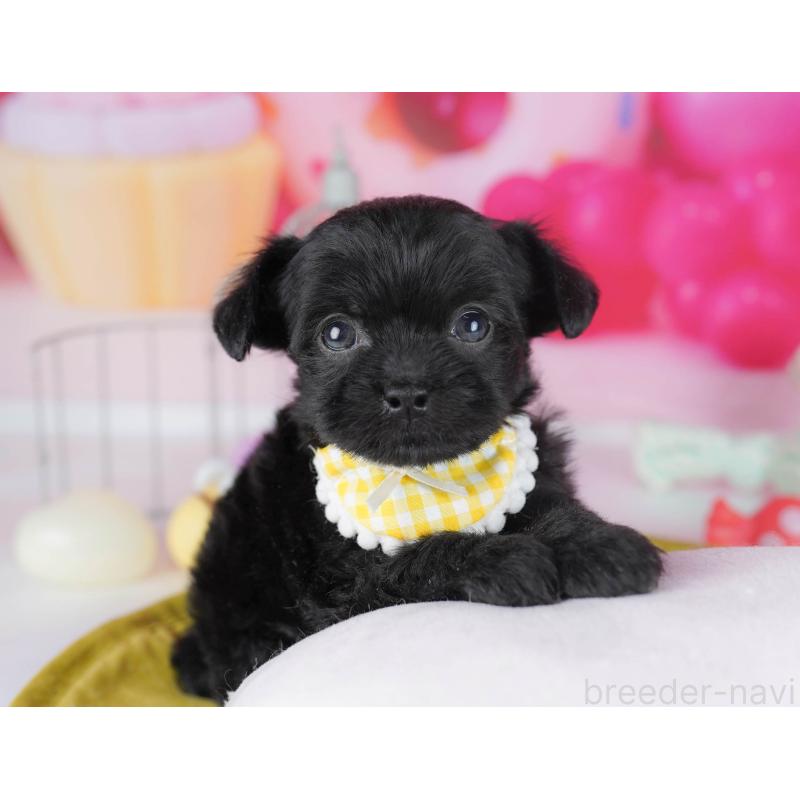 販売中の千葉県のチワプー:チワワ×トイプードル-436177の4枚目