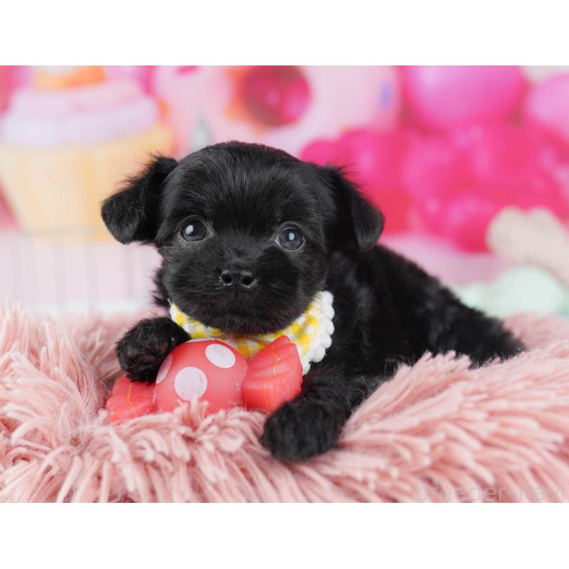 販売中の千葉県のチワプー:チワワ×トイプードル-436177の3枚目