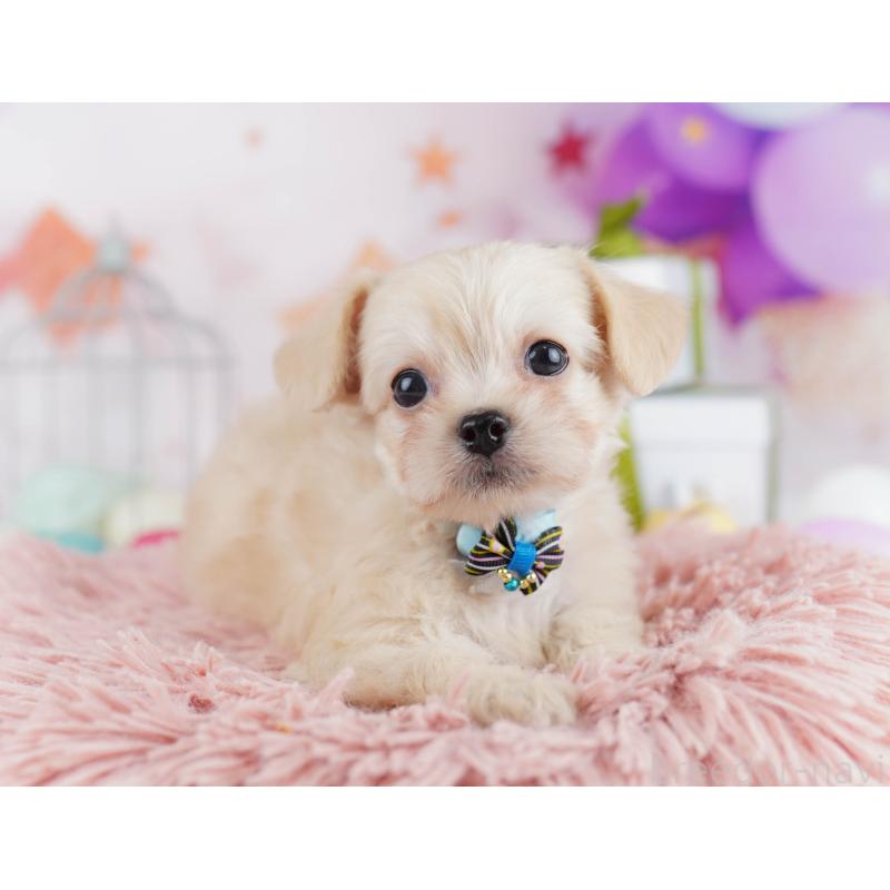 販売中の千葉県のチワプー:チワワ×トイプードル-436175の11枚目