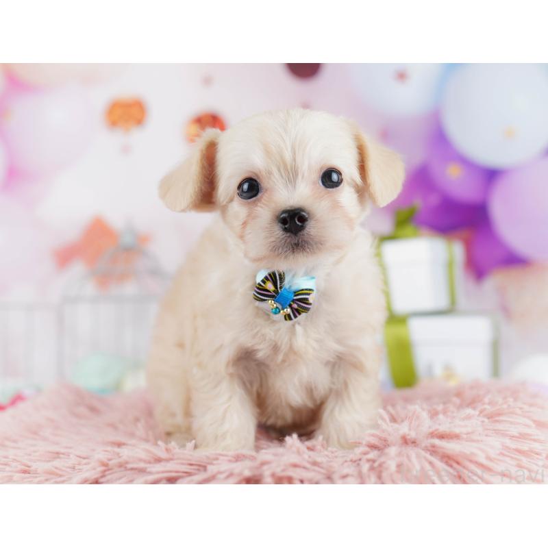 販売中の千葉県のチワプー:チワワ×トイプードル-436175の10枚目