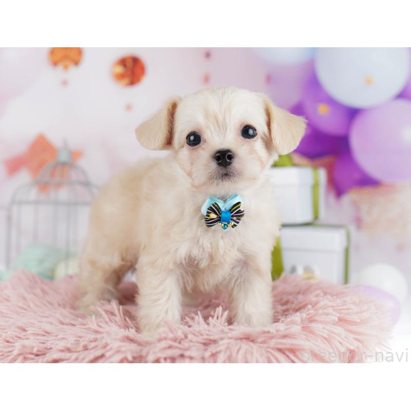 販売中の千葉県のチワプー:チワワ×トイプードル-436175の9枚目