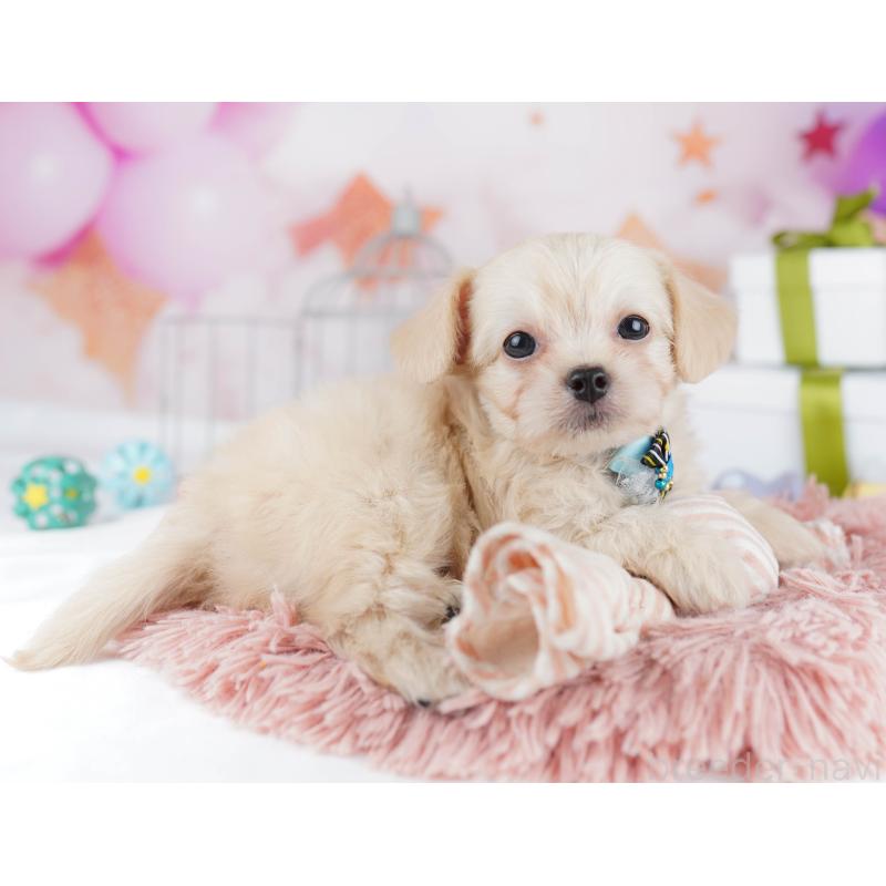 販売中の千葉県のチワプー:チワワ×トイプードル-436175の8枚目