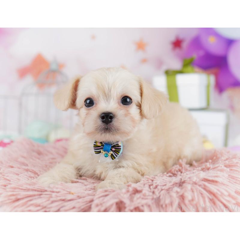 販売中の千葉県のチワプー:チワワ×トイプードル-436175の7枚目