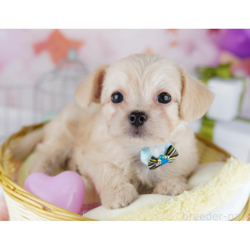 販売中の千葉県のチワプー:チワワ×トイプードル-436175の6枚目