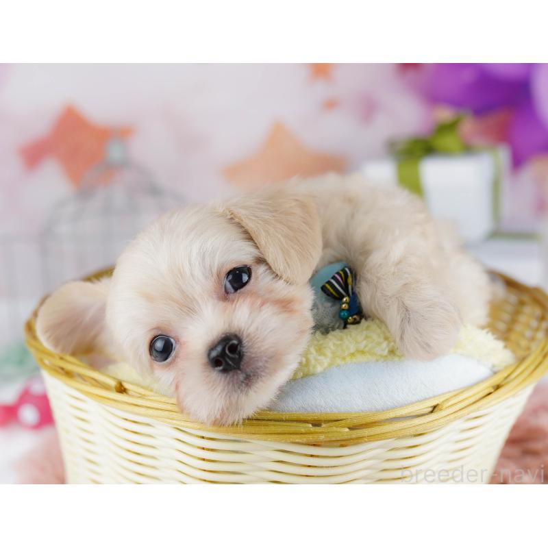 販売中の千葉県のチワプー:チワワ×トイプードル-436175の5枚目