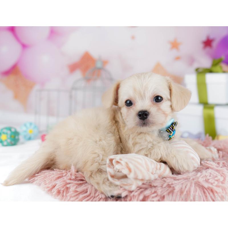 販売中の千葉県のチワプー:チワワ×トイプードル-436175の4枚目