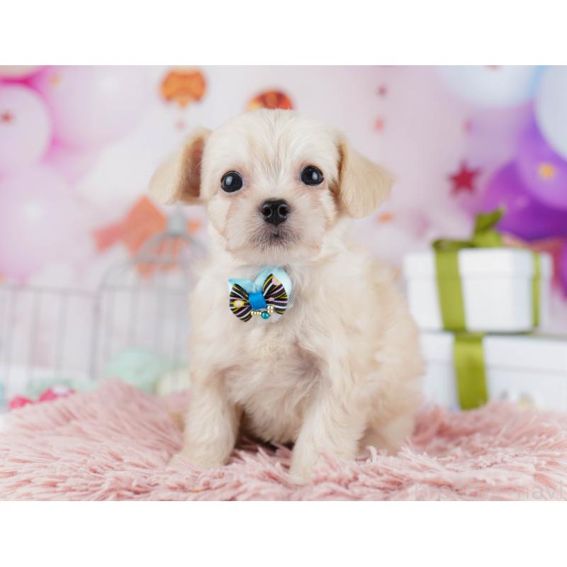 販売中の千葉県のチワプー:チワワ×トイプードル-436175の3枚目