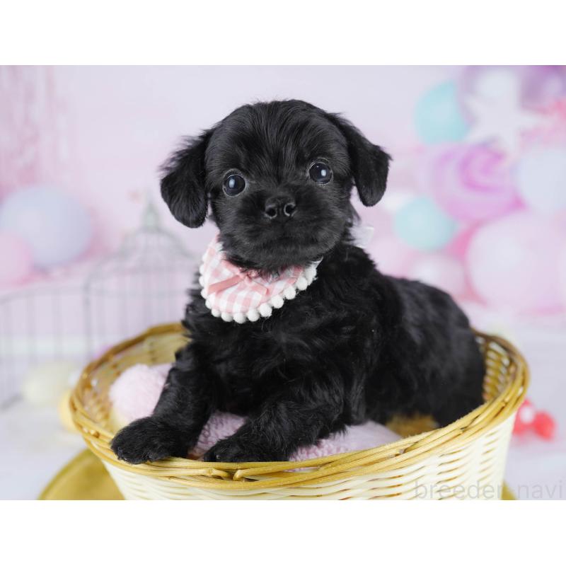 販売中の千葉県のチワプー:チワワ×トイプードル-436173