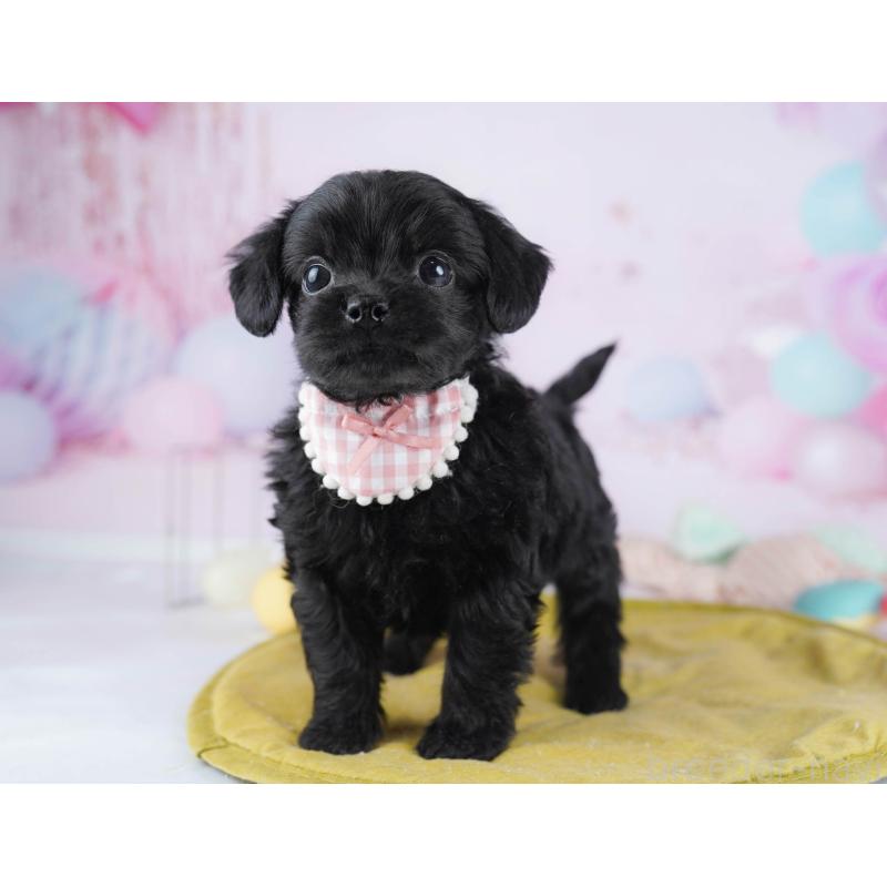 販売中の千葉県のチワプー:チワワ×トイプードル-436173の9枚目