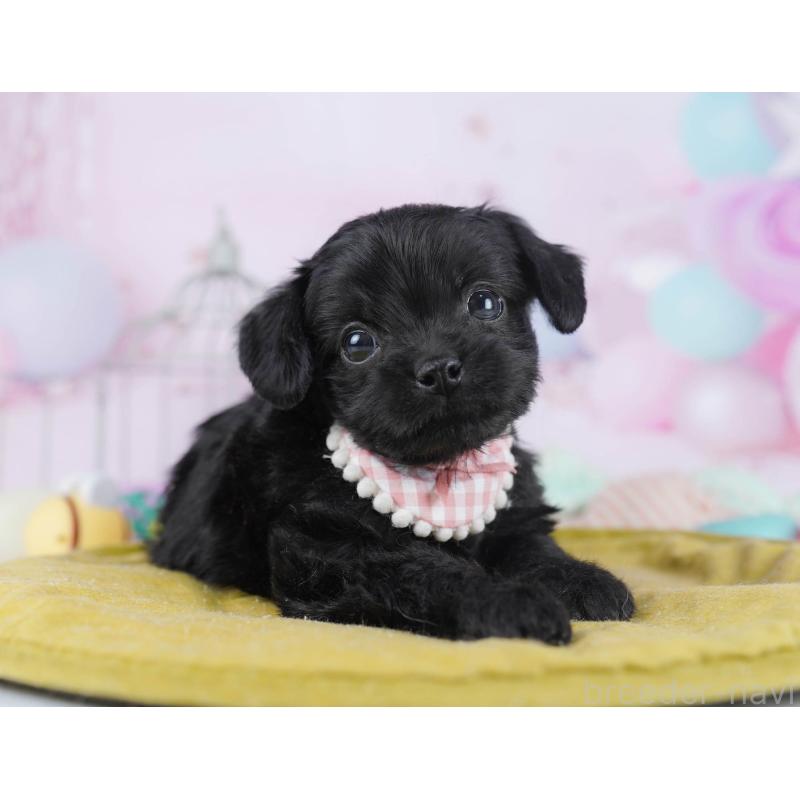 販売中の千葉県のチワプー:チワワ×トイプードル-436173の8枚目