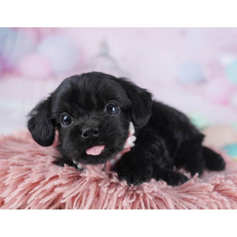 販売中の千葉県のチワプー:チワワ×トイプードル-436173の6枚目