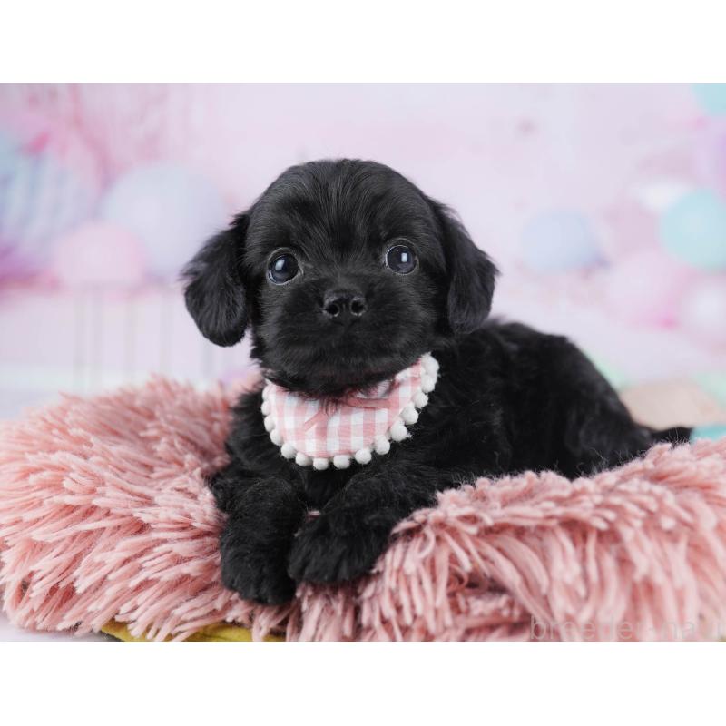 販売中の千葉県のチワプー:チワワ×トイプードル-436173の5枚目