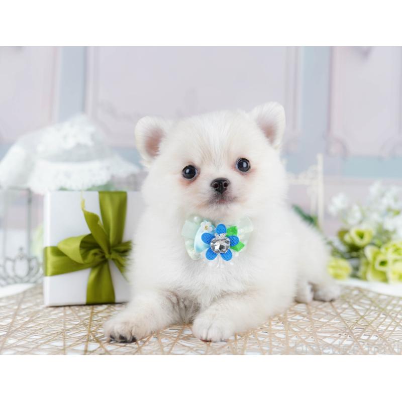 販売中ののポメチワ:ポメラニアン×チワワ-436169