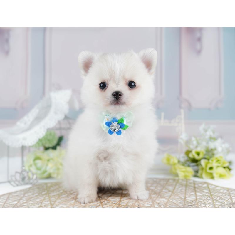 販売中の千葉県のポメチワ:ポメラニアン×チワワ-436169の11枚目