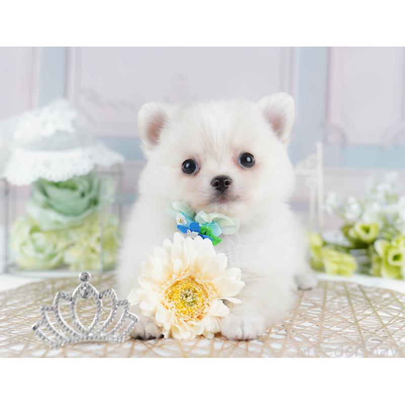 販売中の千葉県のポメチワ:ポメラニアン×チワワ-436169の9枚目