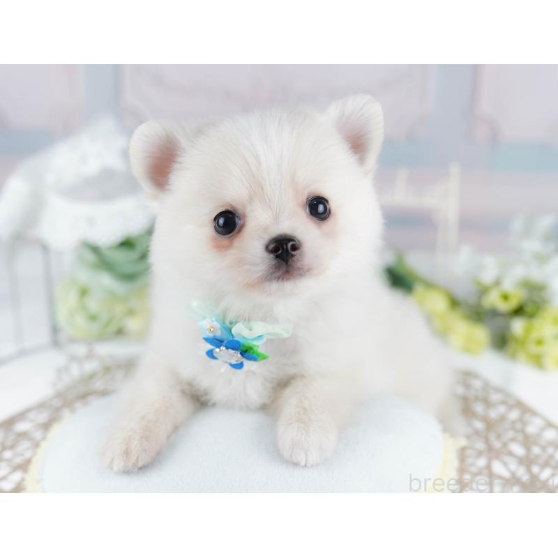 販売中の千葉県のポメチワ:ポメラニアン×チワワ-436169の7枚目