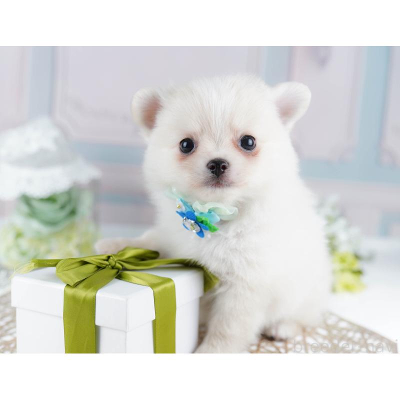 販売中の千葉県のポメチワ:ポメラニアン×チワワ-436169の6枚目