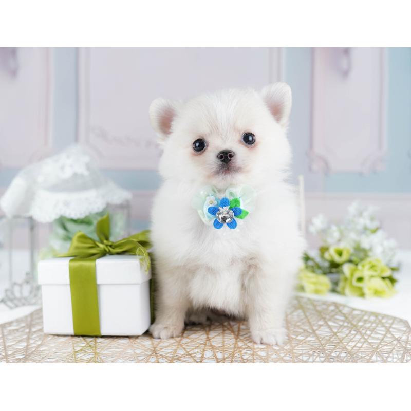 販売中の千葉県のポメチワ:ポメラニアン×チワワ-436169の5枚目