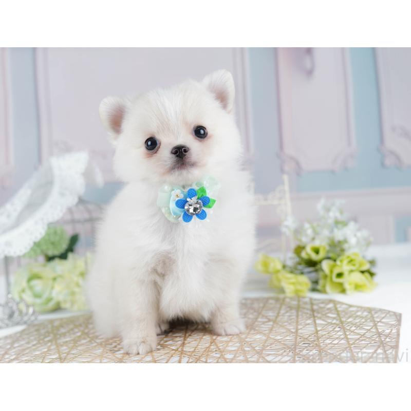 販売中の千葉県のポメチワ:ポメラニアン×チワワ-436169の4枚目