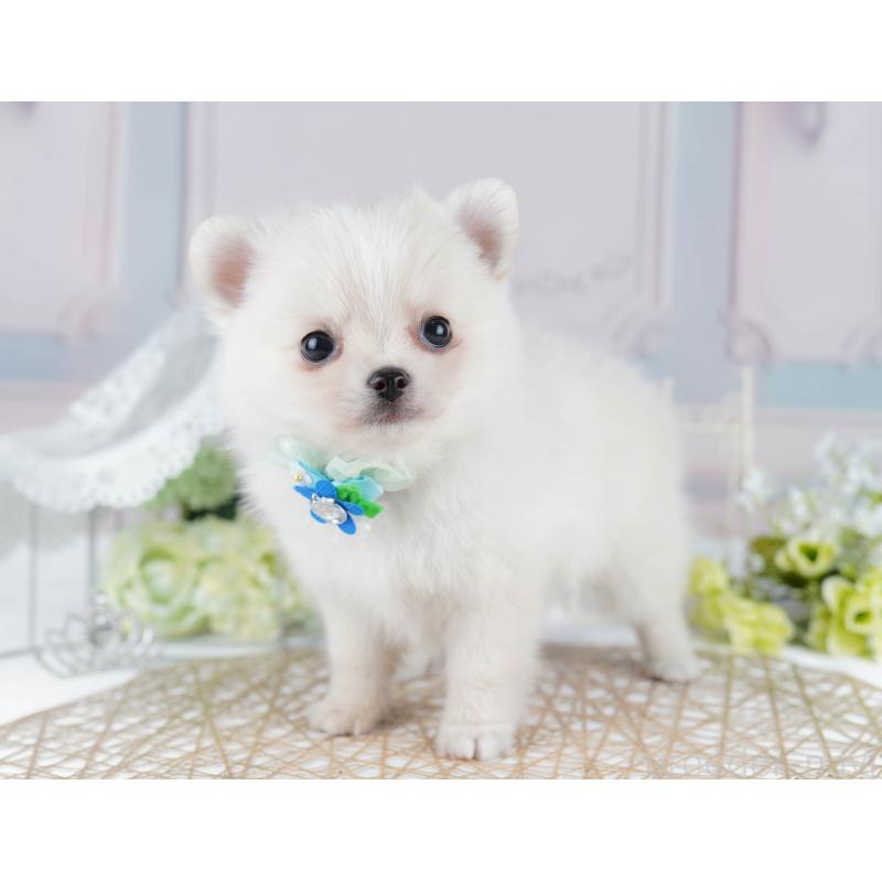 販売中の千葉県のポメチワ:ポメラニアン×チワワ-436169の3枚目