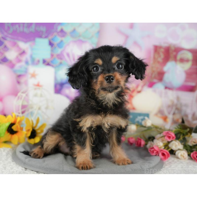 販売中の千葉県のミックス犬-436336の1枚目