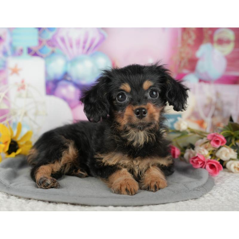 販売中の千葉県のミックス犬-436336の10枚目