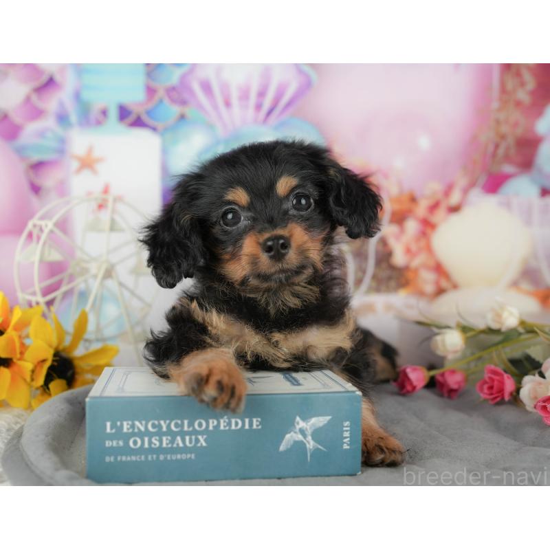 販売中の千葉県のミックス犬-436336の9枚目