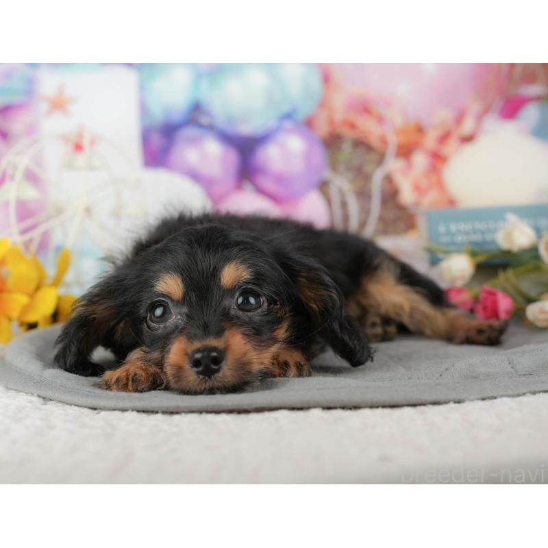 販売中の千葉県のミックス犬-436336の8枚目