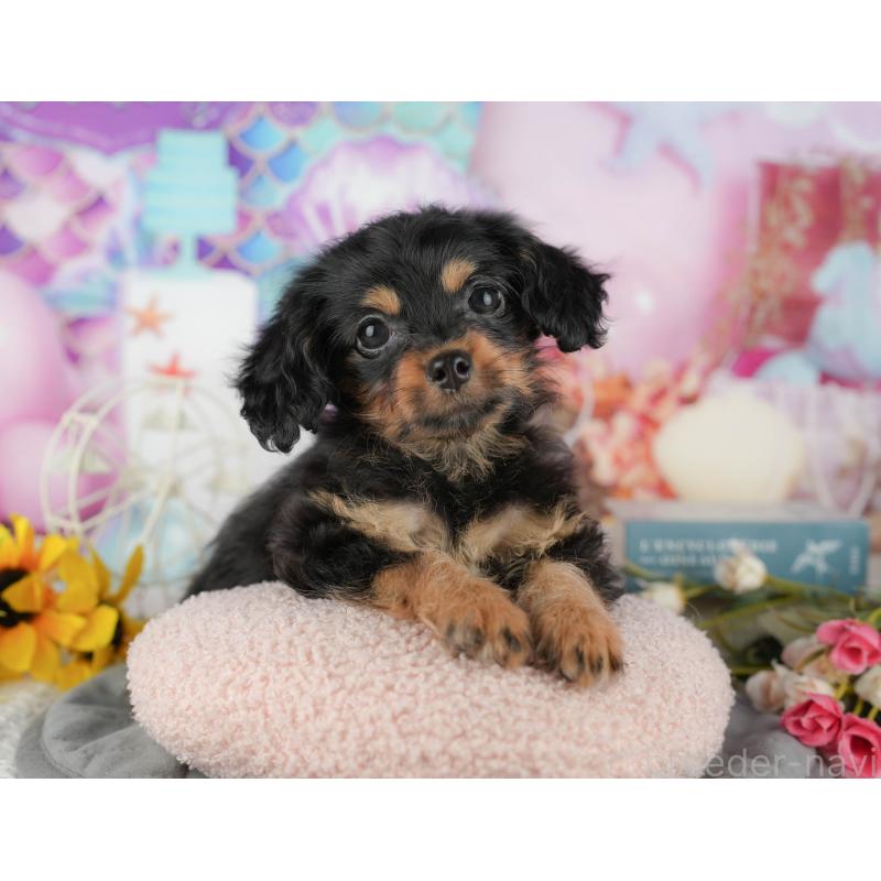 販売中の千葉県のミックス犬-436336の7枚目