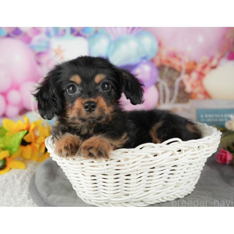 販売中の千葉県のミックス犬-436336の6枚目