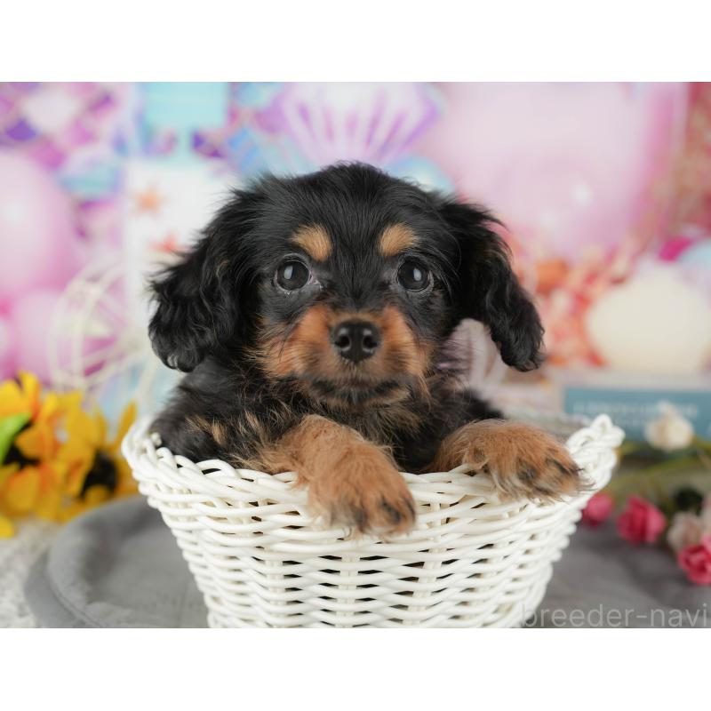 販売中の千葉県のミックス犬-436336の5枚目