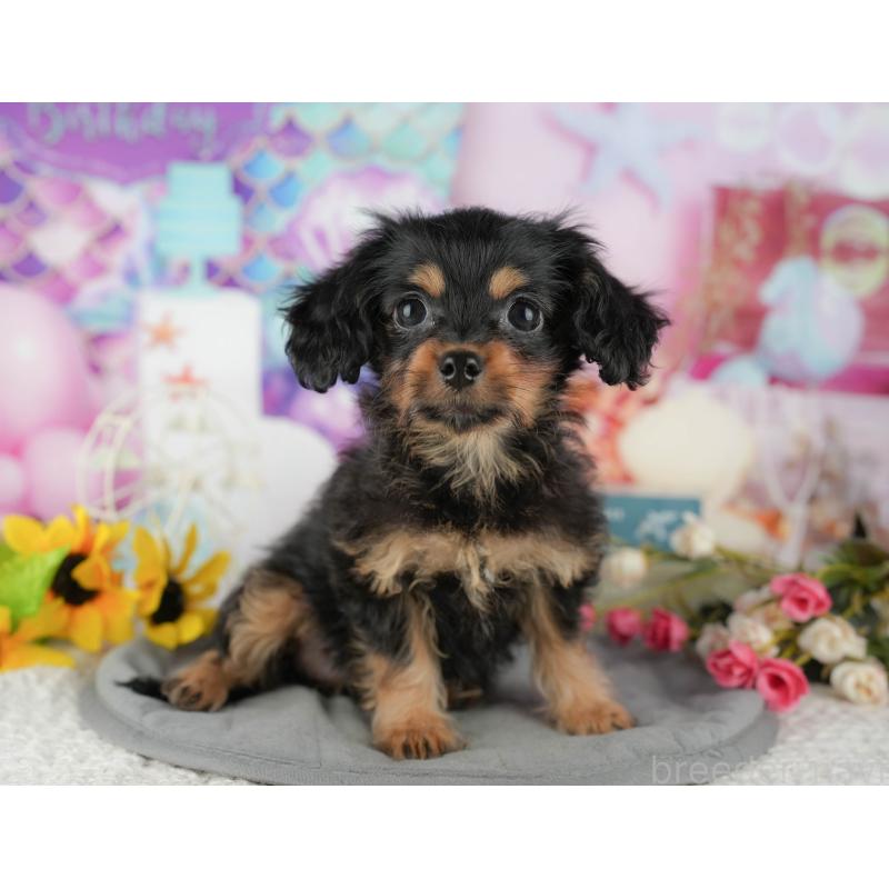 販売中の千葉県のミックス犬-436336の4枚目